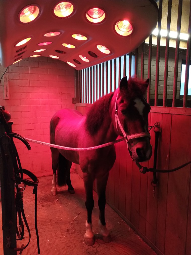 Unser Pferde-Solarium