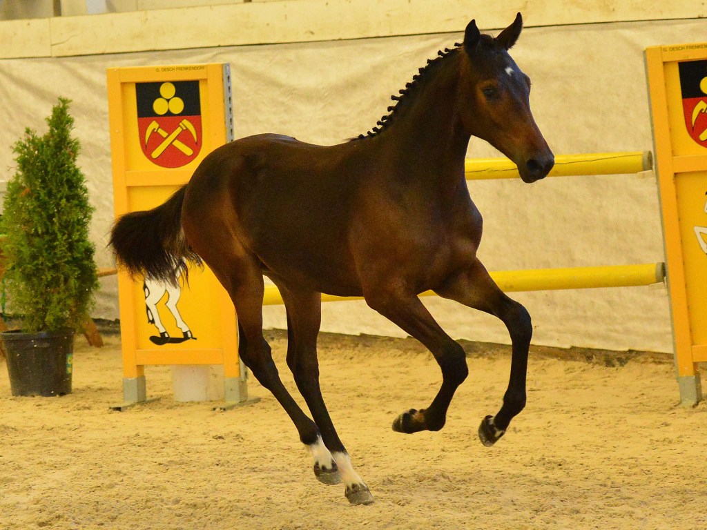 Hickstead's Layla REH