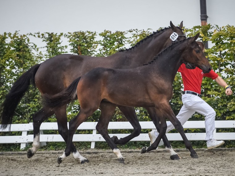 Hickstead's Layla REH und ihre Mutter Leyenda CH