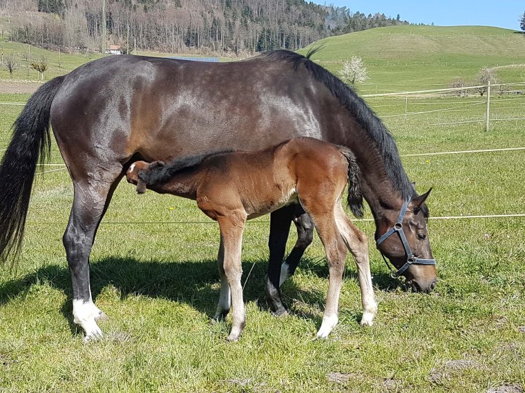 Leyenda CH und Hickstead's Layla REH