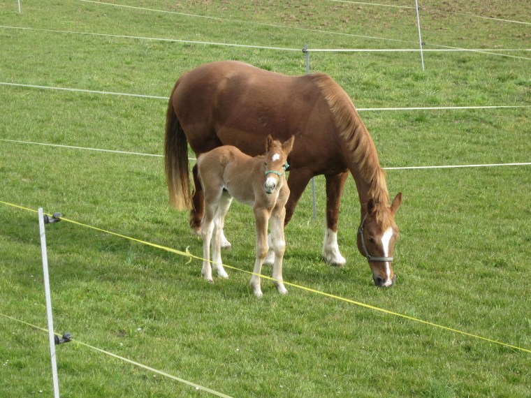 Miranda H und Nevada H