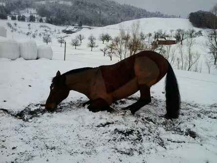Unser Wälzplatz im Winter