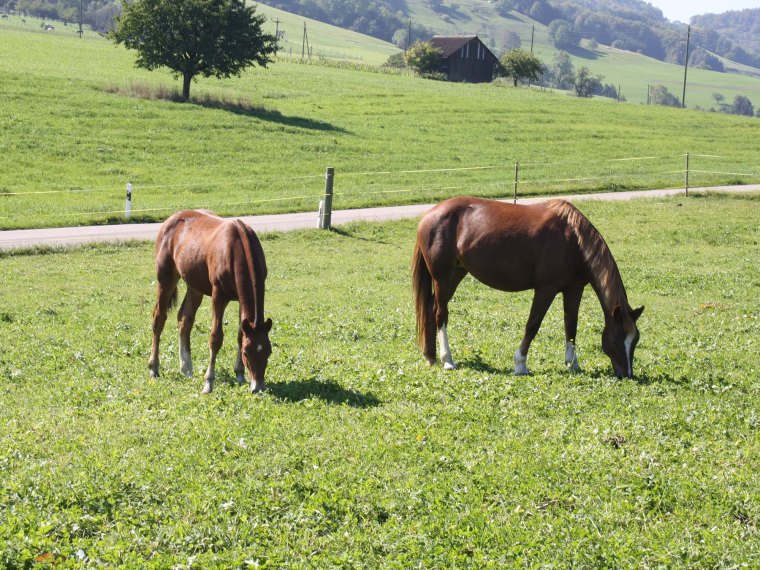 Miranda H und Mahara H