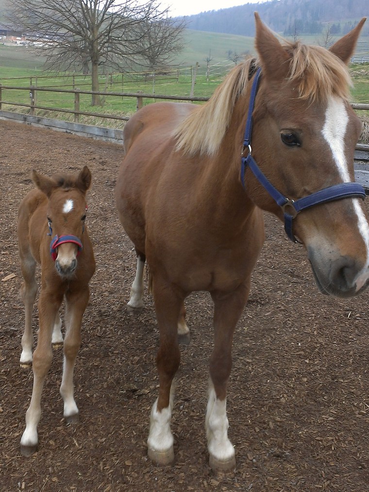 Miranda H und Mahara H