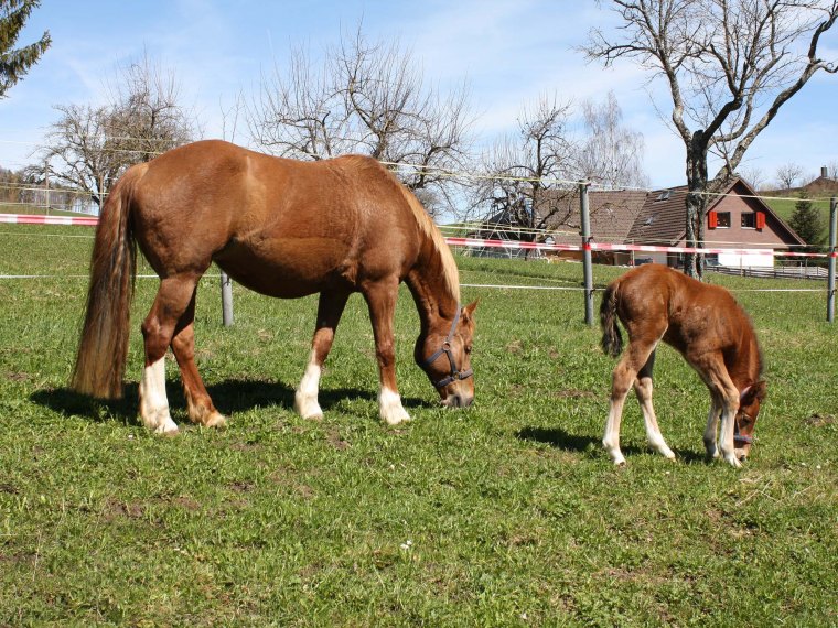 Miranda H und Mahara H