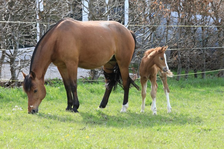 Mahara H mit Calisto H