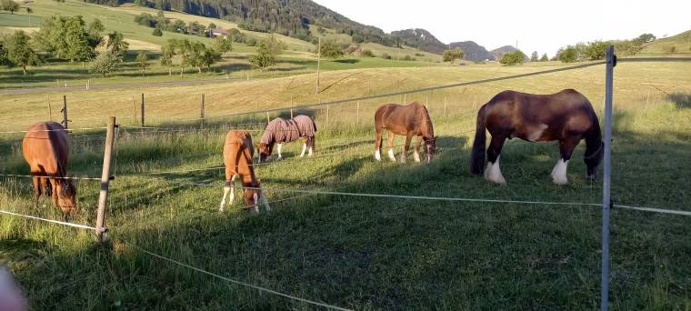 Gemeinsamer Weidegang