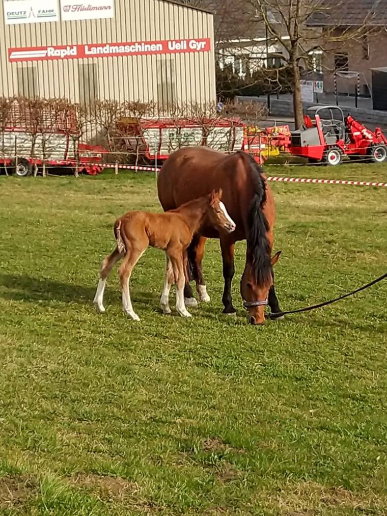 Mahara H mit Calisto H