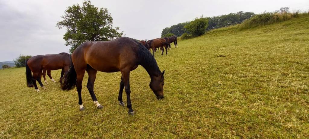 Hickstead's Layla REH