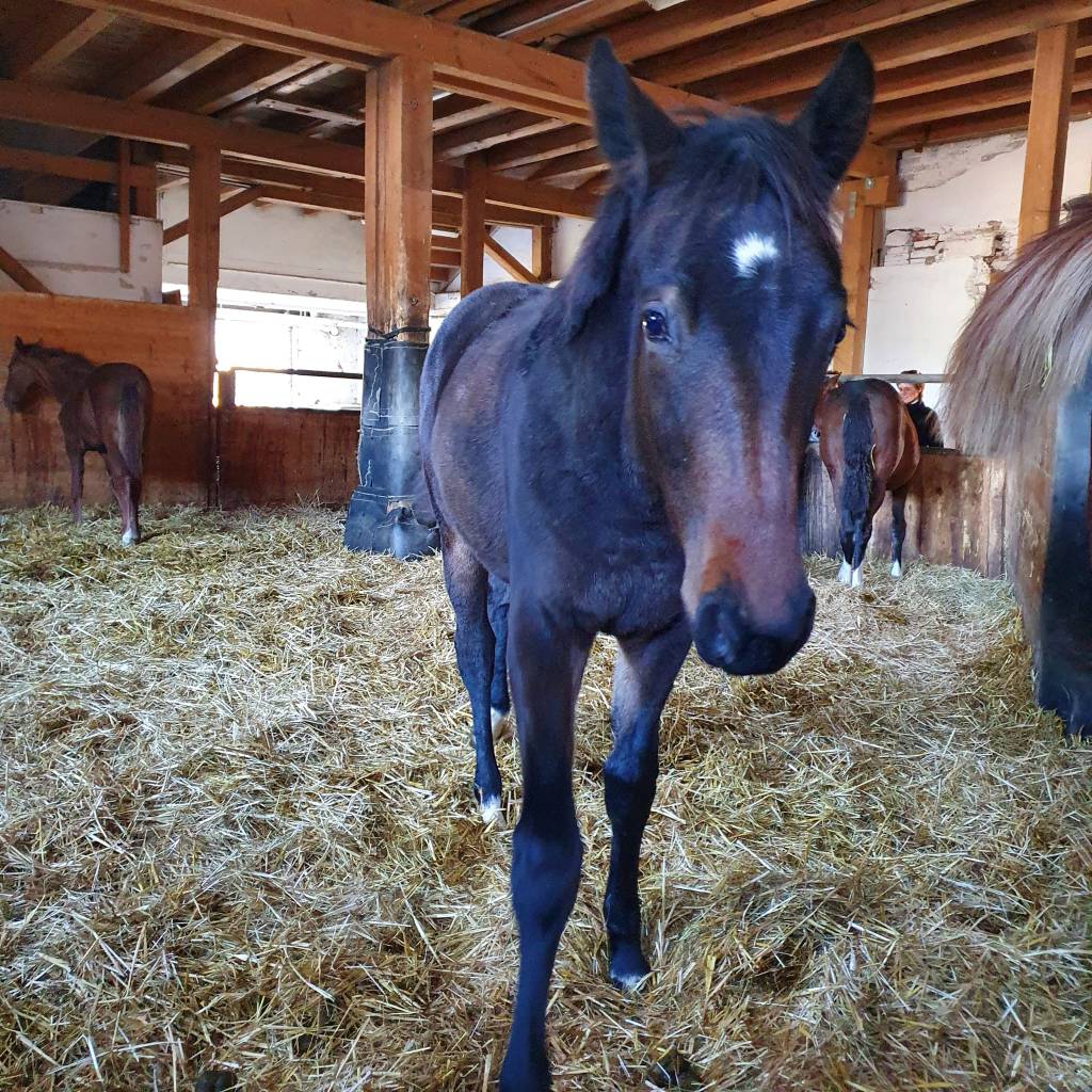 Hickstead's Layla REH