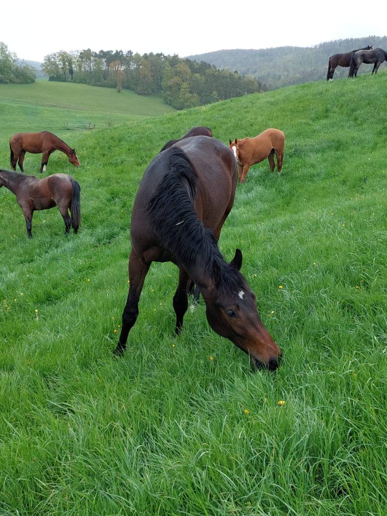 Hickstead's Layla REH