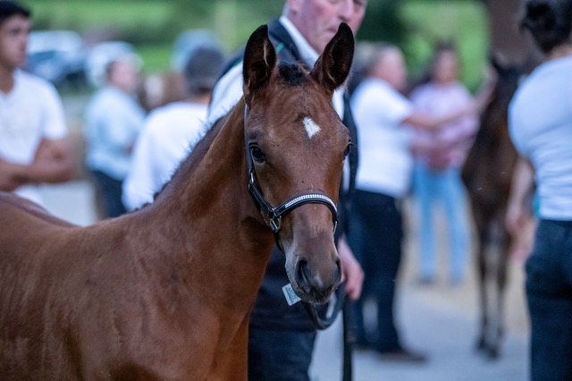 CALIMERA NERA de Oxalis CH