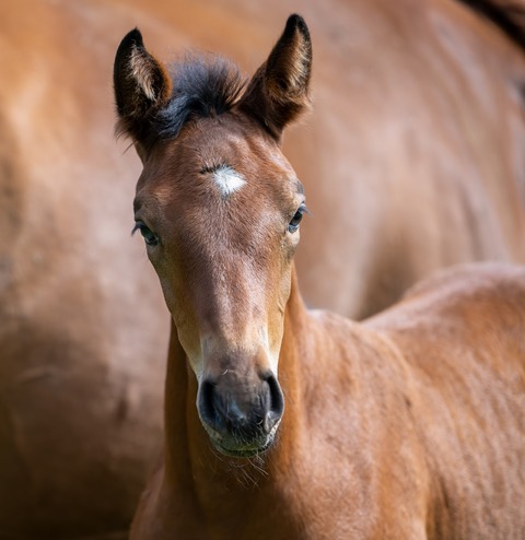 CALIMERA NERA de Oxalis CH