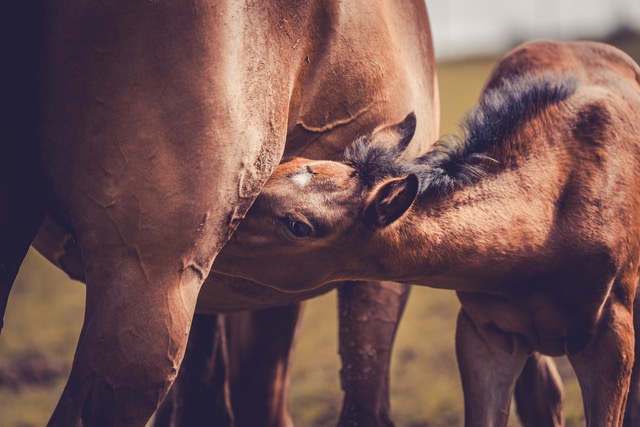 CALIMERA NERA de Oxalis CH
